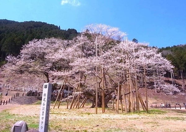 樹齢1,500年!日本三大桜の一つ「根尾谷 淡墨桜」&谷汲山 華厳寺「満願桜」【河内磐船・枚方市・JR高槻発】1